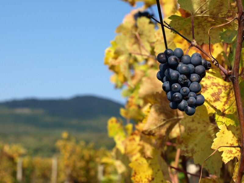 grape cluster in vineyard