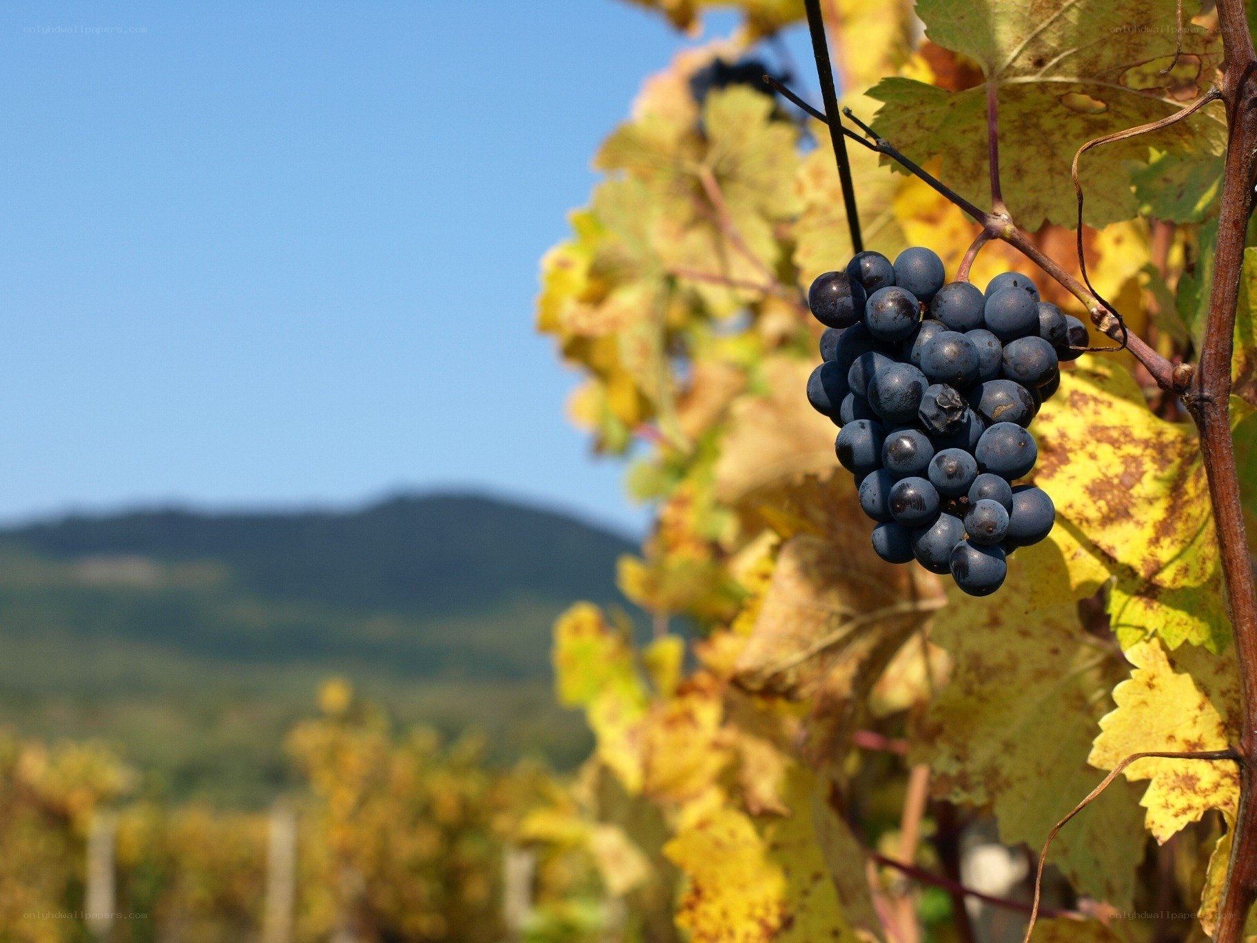 grape cluster in vineyard