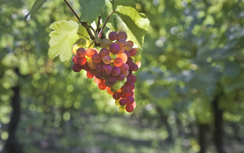 grape cluster in vineyard