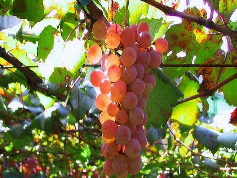 grape cluster on vine