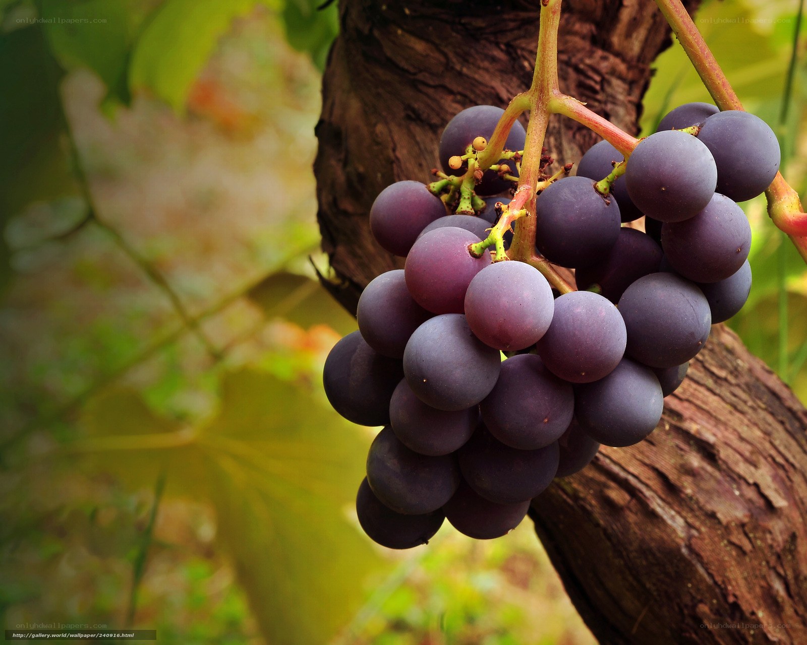 grape cluster on vine