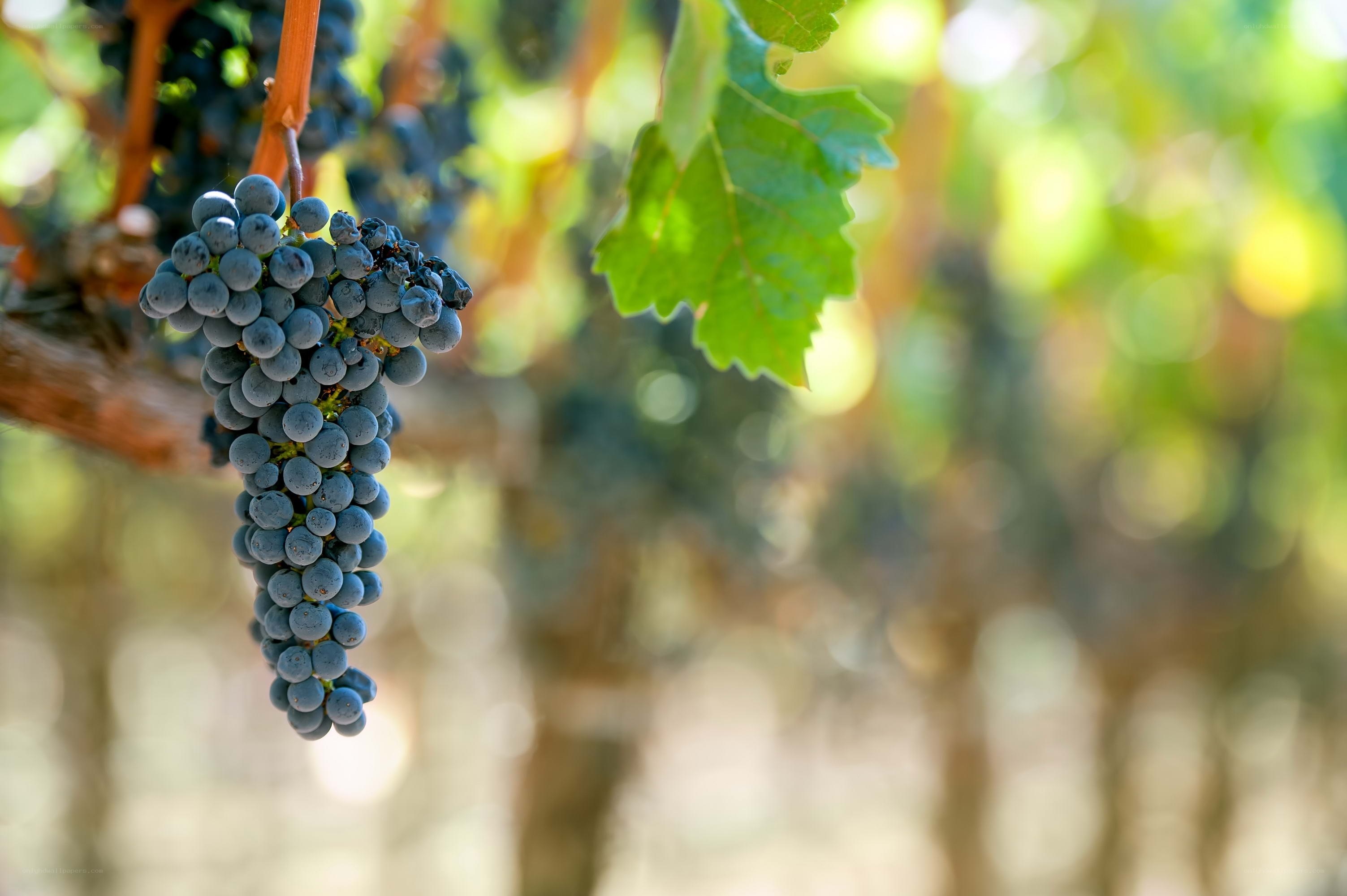 grape cluster on vine