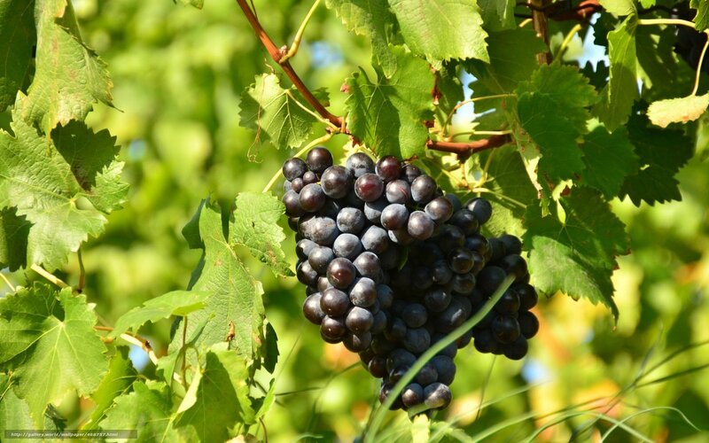 grape cluster on vine