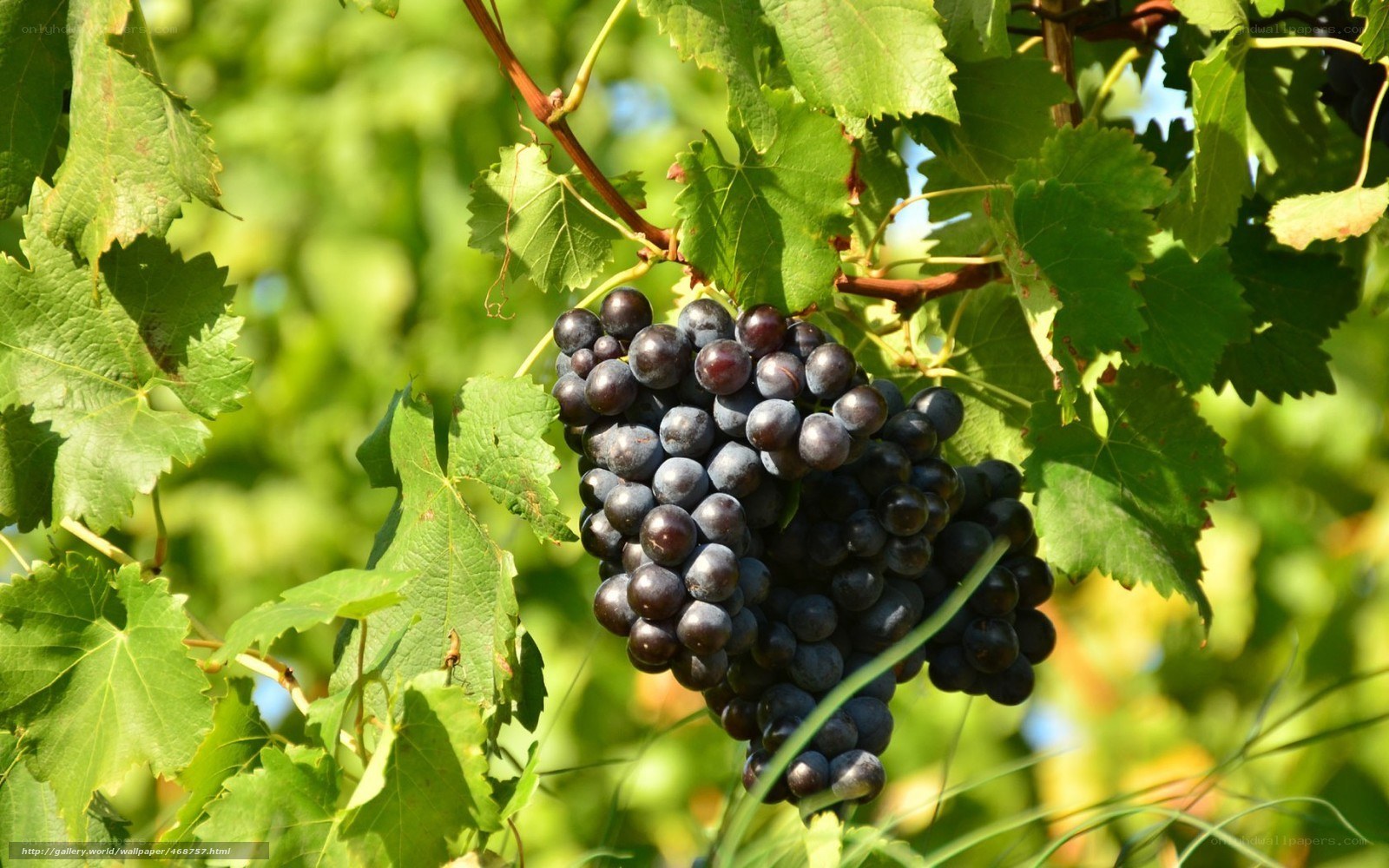 grape cluster on vine
