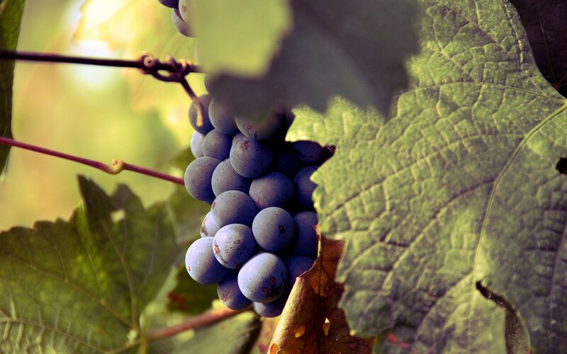 grape cluster on vine