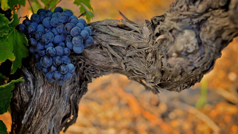 Grape Cluster on Vine — Blue