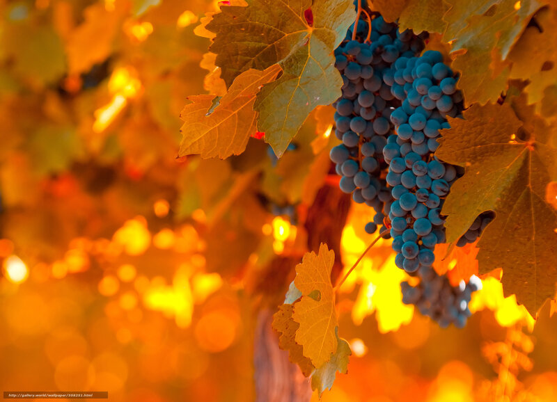 Grape Cluster on Vine — Blue, Warm