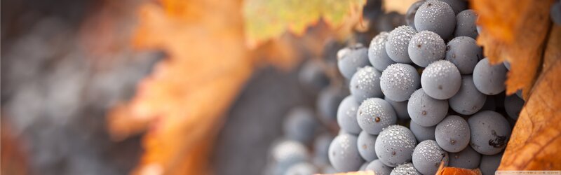 Grape Cluster on Vine — Gray