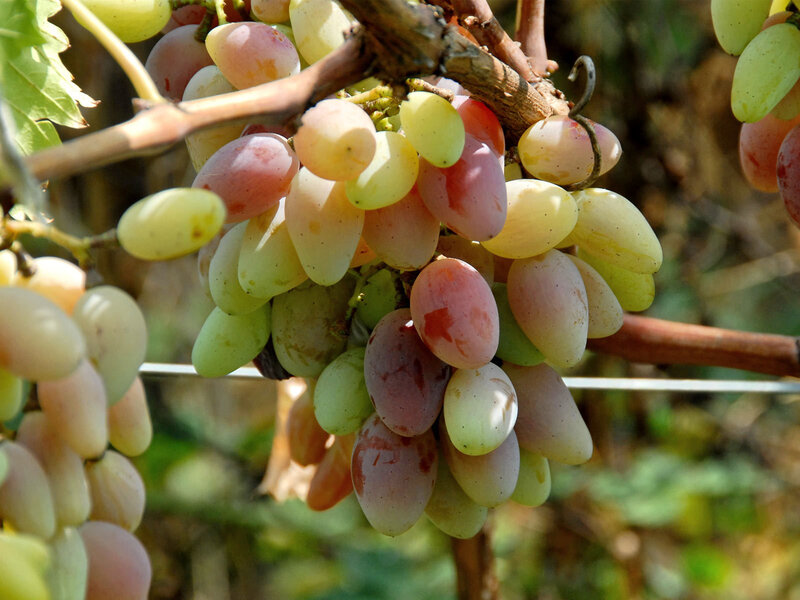 Grape Cluster on Vine — Green, Natural, Afternoon, Photograph, Leaf, Wire