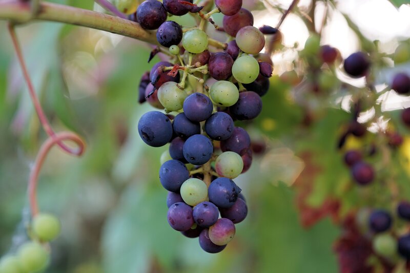 Grape Cluster on Vine — Green, Natural, Afternoon, Photograph, Leaves