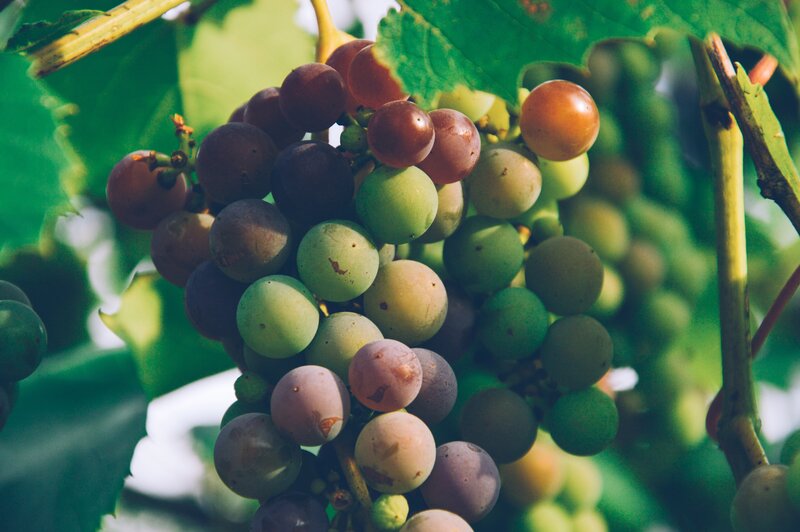 Grape Cluster on Vine — Green, Natural, Afternoon, Photograph