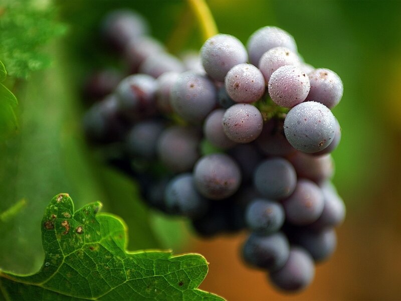 Grape Cluster on Vine — Green, Natural, Afternoon