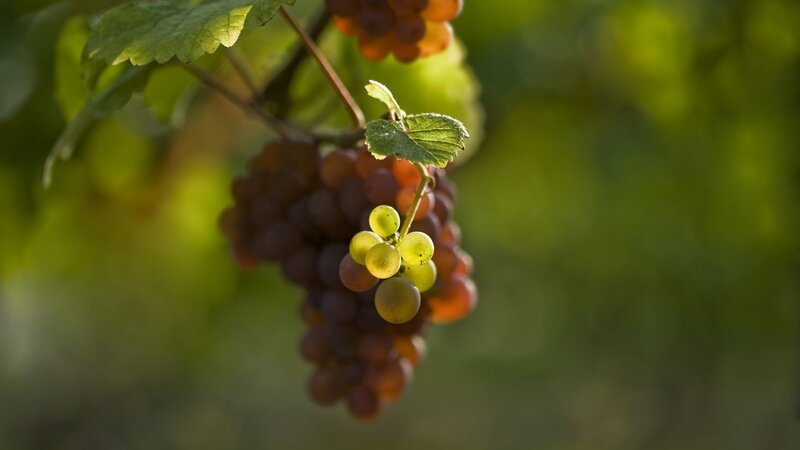 Grape Cluster on Vine — Green, Serene, Afternoon, Photograph, Leaves, Sunlight, Purple