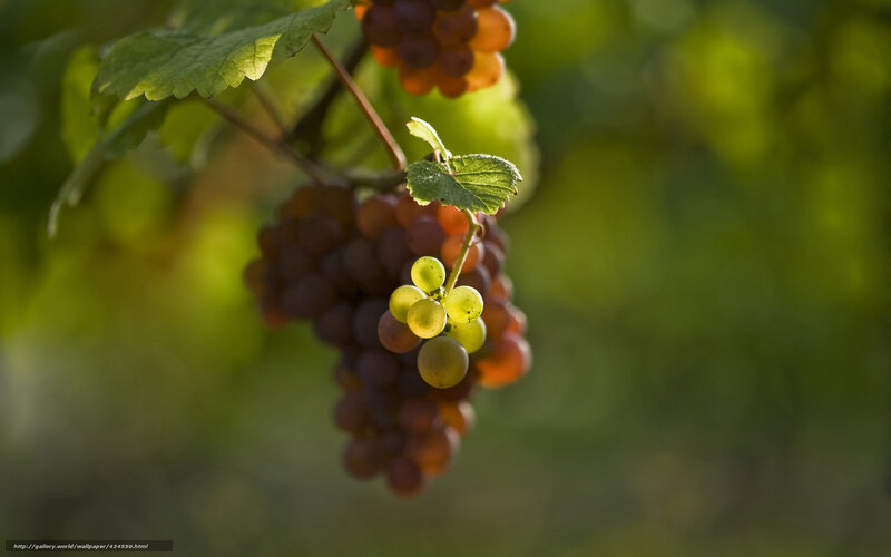 Grape Cluster on Vine — Green, Serene, Afternoon, Photograph
