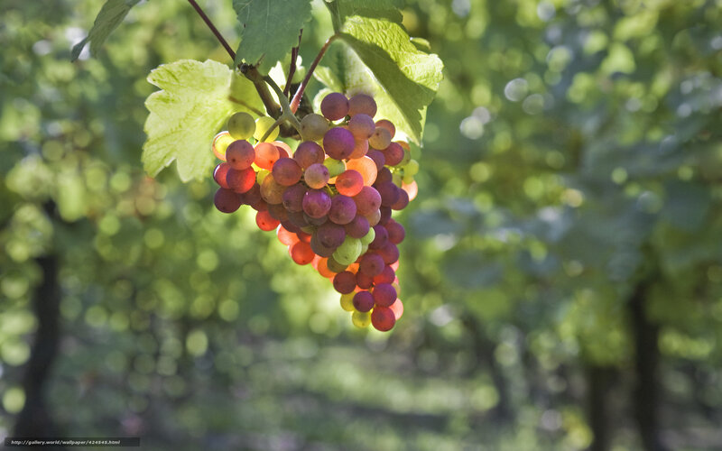 Grape Cluster on Vine — Green, Serene, Afternoon