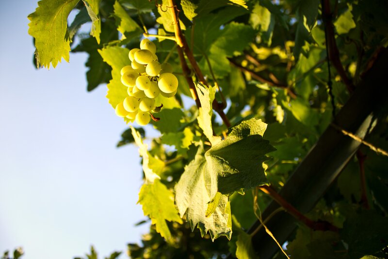 Grape Cluster on Vine — Green, Serene, Sunset