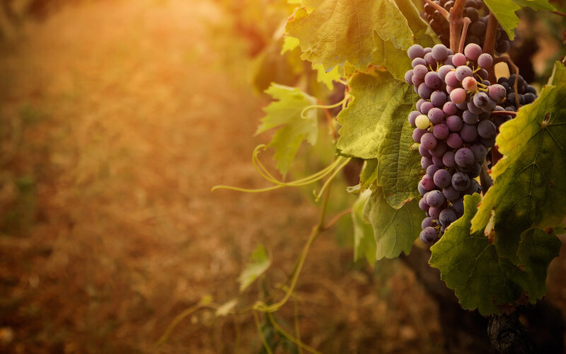 Grape Cluster on Vine — Green, Serene