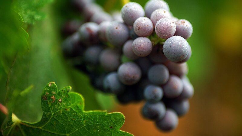 Grape Cluster on Vine — Green