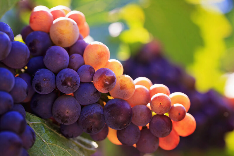 Grape Cluster on Vine — Purple, Bright