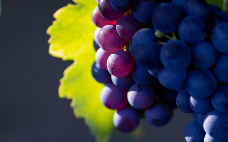 Grape Cluster on Vine — Purple, Dramatic