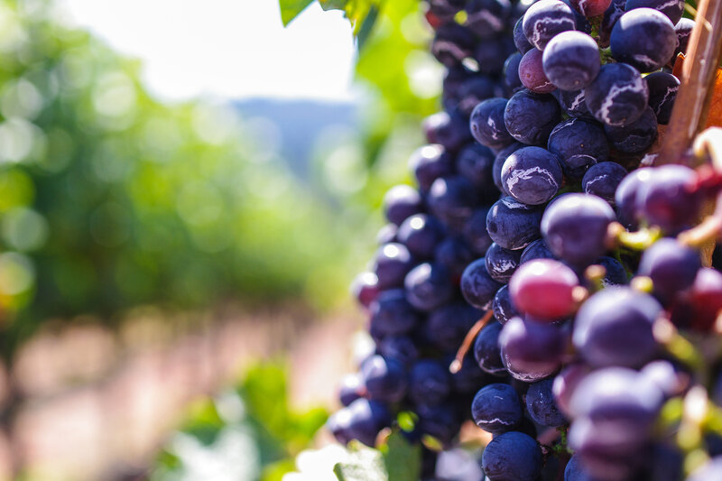Grape Cluster on Vine — Purple, Serene, Afternoon