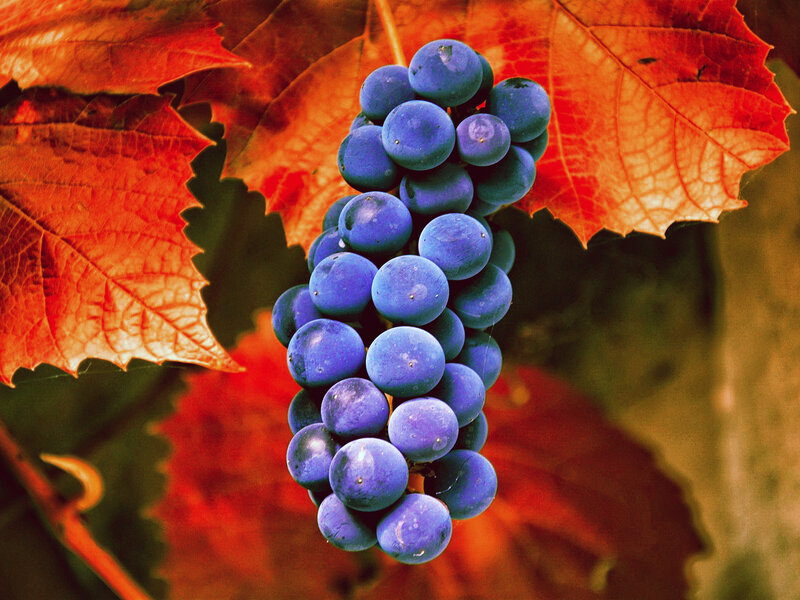 Grape Cluster on Vine — Purple