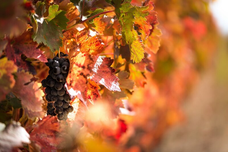 Grape Cluster on Vine — Red, Serene