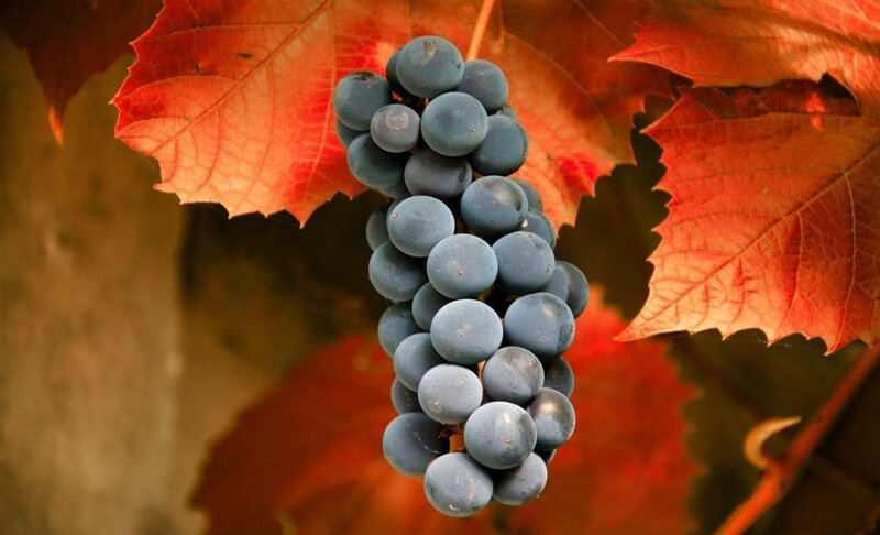 Grape Cluster on Vine — Red