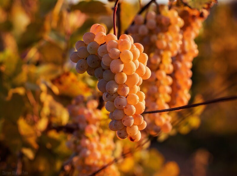 Grape Cluster on Vine — Yellow