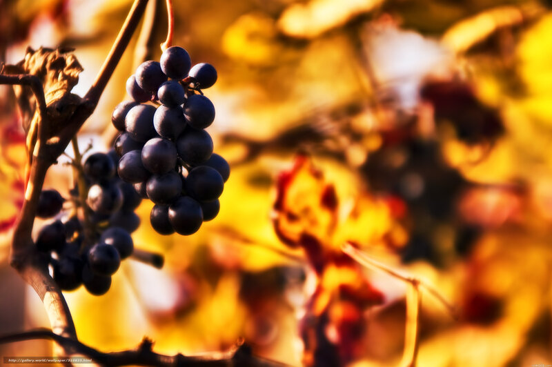 Grape Cluster on Vine — Yellow, Warm