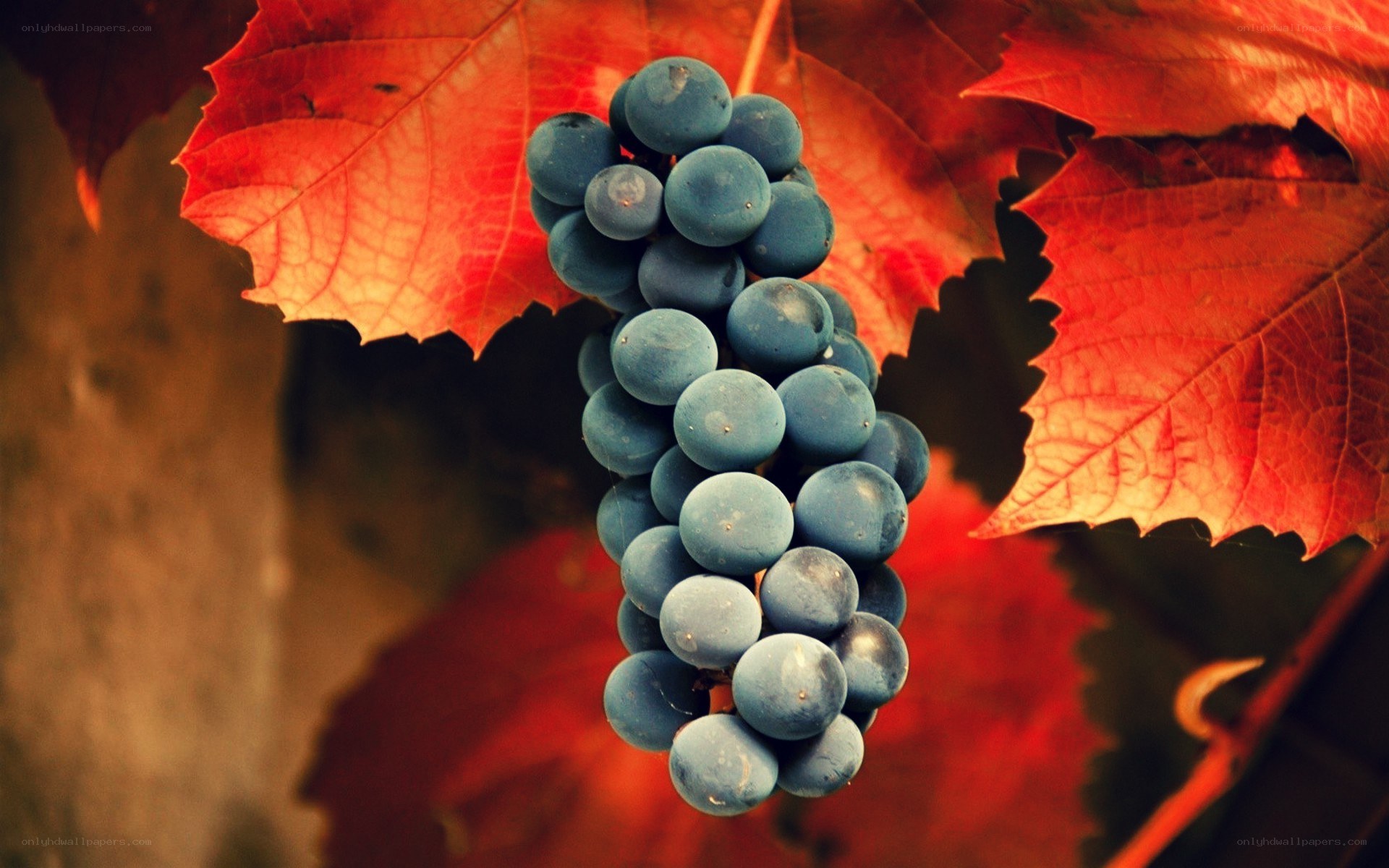 grape cluster with autumn leaves