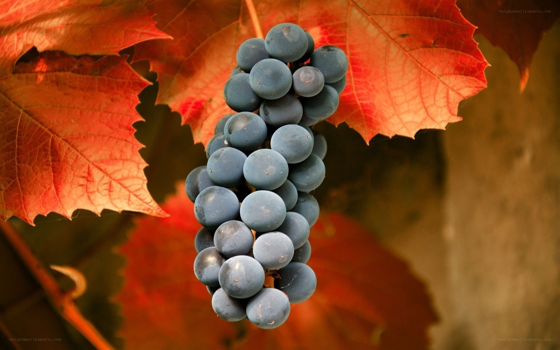 grape cluster with autumn leaves