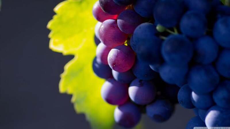 Grape Cluster with Leaf — Purple, Dramatic