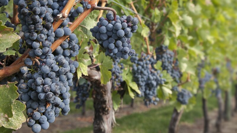 grape clusters on a vine