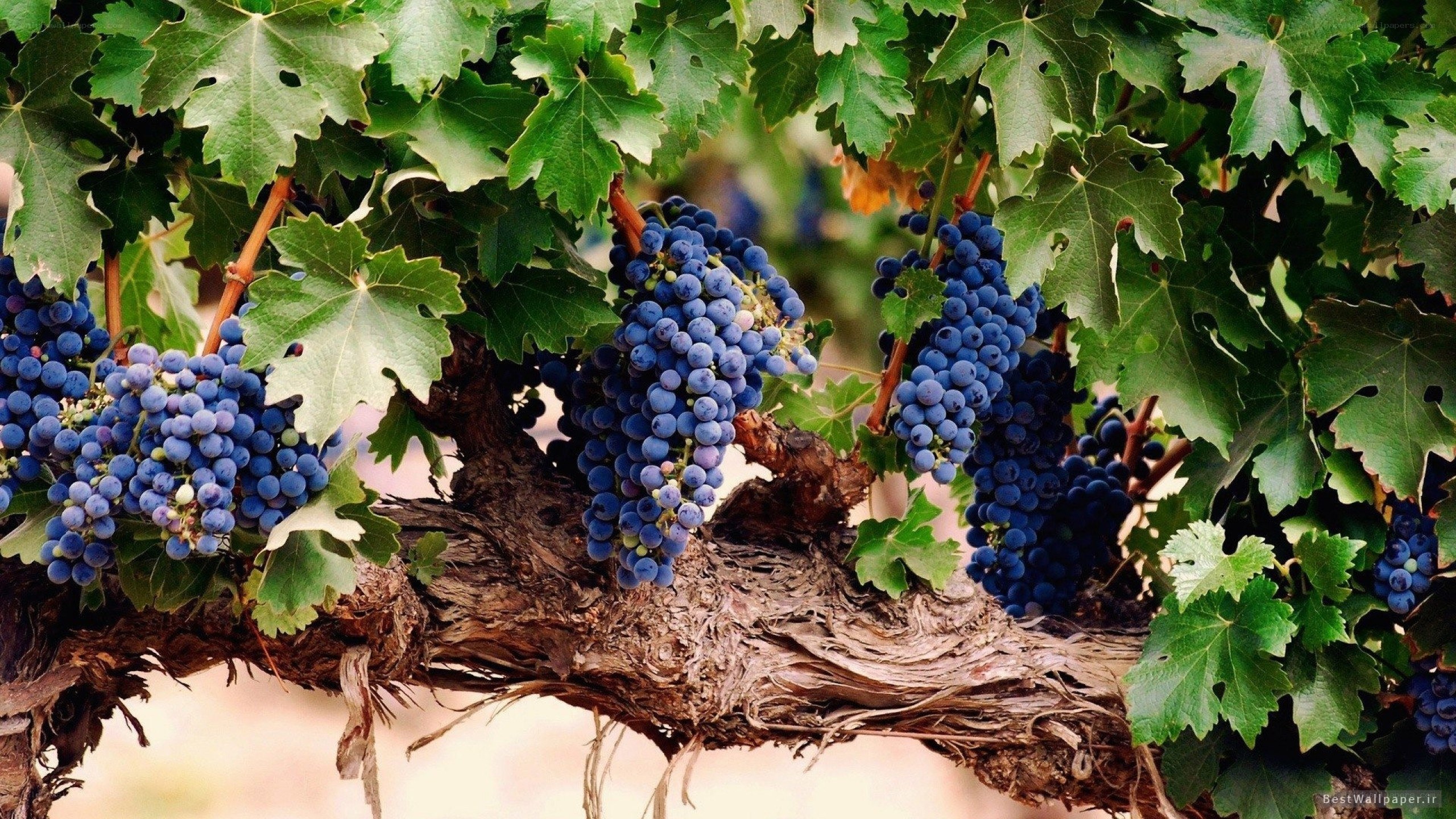 grape clusters on a vine