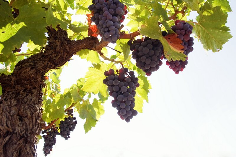 grape clusters on a vine
