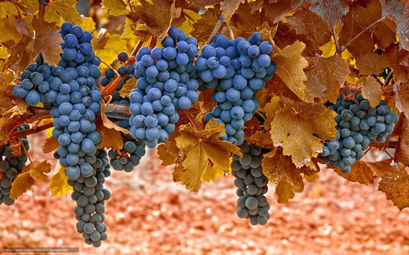 Grape Clusters on Vine — Blue, Autumnal, Autumn