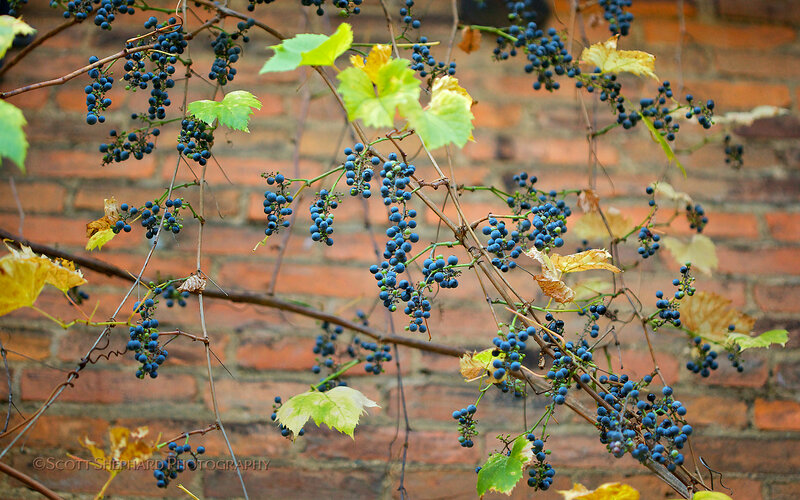Grape Clusters on Vine — Blue