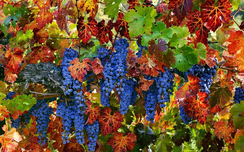 Grape Clusters on Vine — Blue, Vibrant