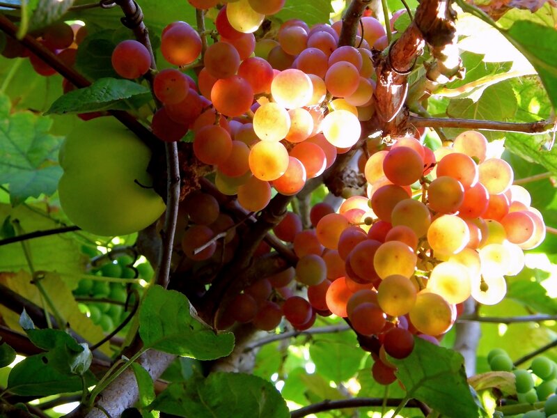 Grape Clusters on Vine — Green, Bright