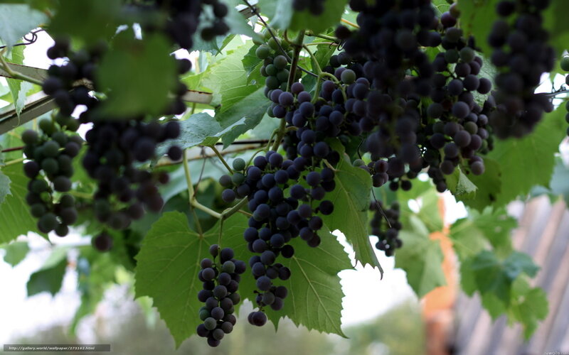 Grape Clusters on Vine — Green, Natural, Afternoon, Photograph, Leaves, Bunches