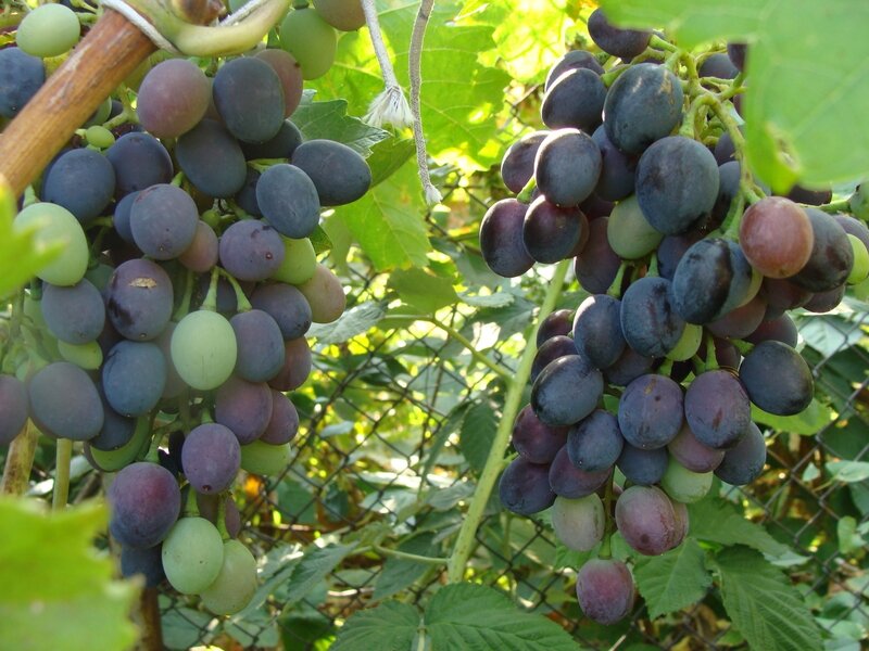 Grape Clusters on Vine — Green, Natural, Afternoon, Photograph, Leaves, Fence
