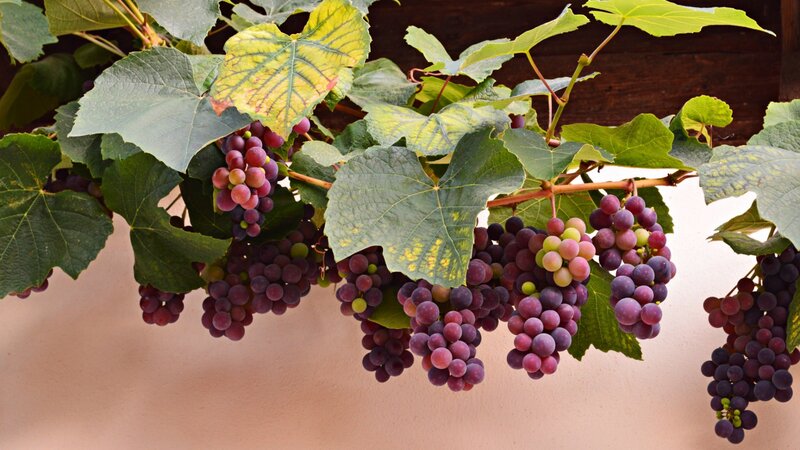 Grape Clusters on Vine — Green, Natural, Afternoon, Photograph, Leaves, Wall