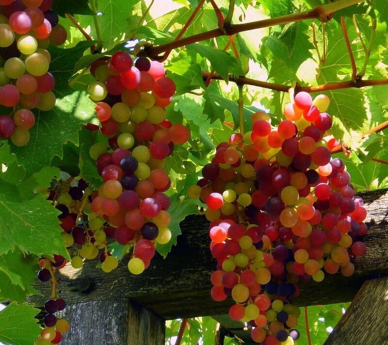 Grape Clusters on Vine — Green, Natural, Afternoon, Photograph, Leaves, Wooden Beam