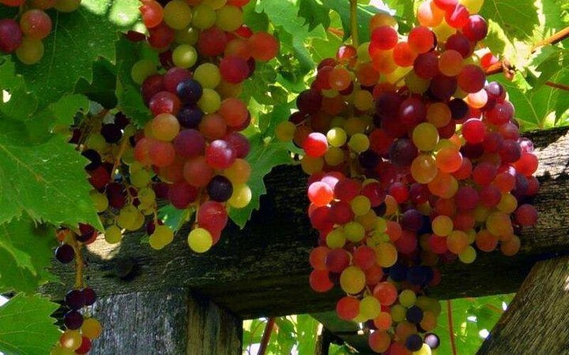 Grape Clusters on Vine — Green, Natural, Afternoon, Photograph