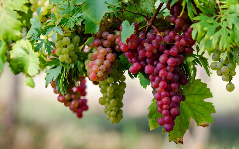 Grape Clusters on Vine — Green, Natural, Afternoon