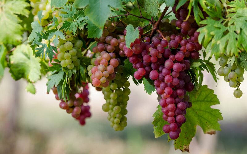 Grape Clusters on Vine — Green, Natural, Summer