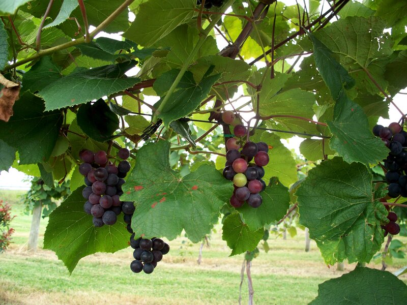 Grape Clusters on Vine — Green, Natural