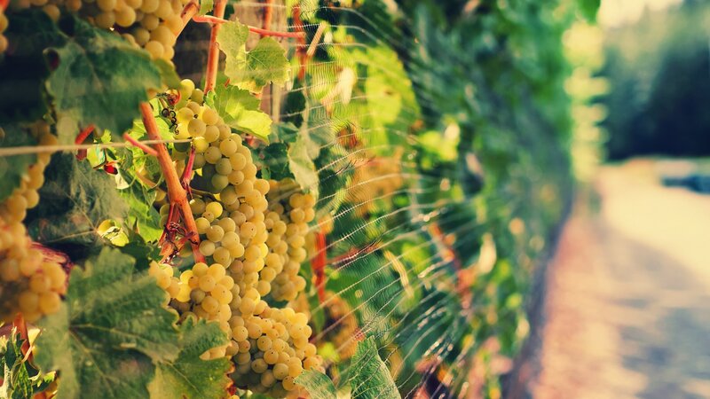Grape Clusters on Vine — Green, Serene, Afternoon, Photograph, Leaves, Netting