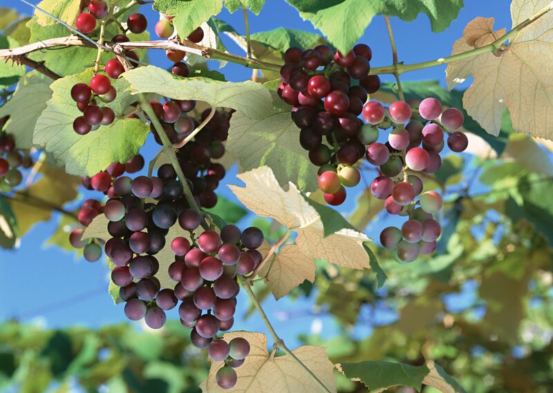 Grape Clusters on Vine — Green, Serene, Afternoon, Photograph, Leaves, Sky